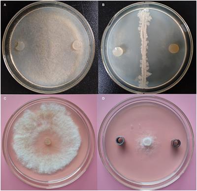 Antifungal Activity of Endophytic Bacillus K1 Against Botrytis cinerea